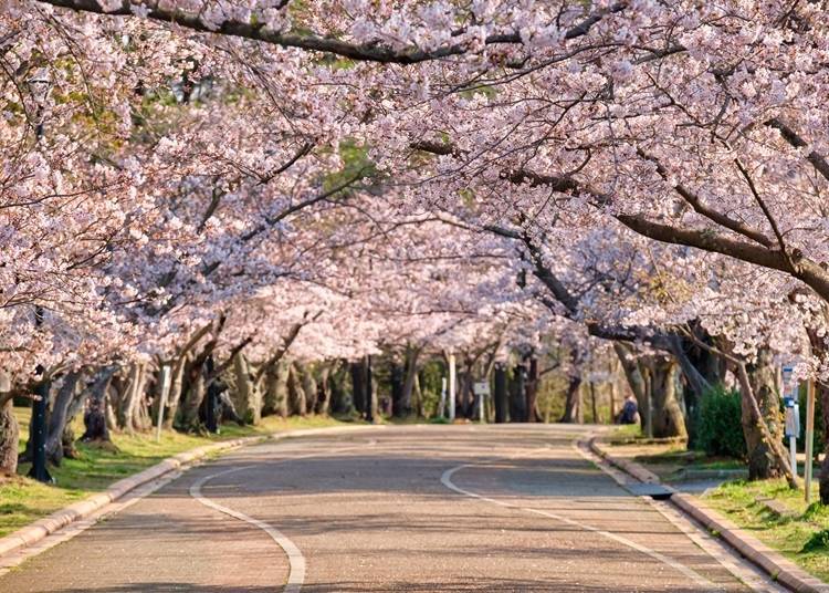 The tunnel of cherry blossoms in full bloom is breathtakingly beautiful