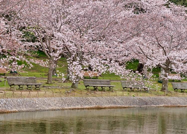 The cherry blossoms of Ko-no-ike Pond, one of the 100 best cherry blossoms viewing spots in Japan