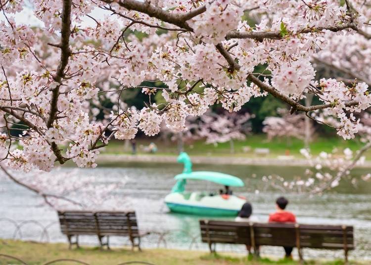 During the cherry blossom viewing season, many visitors come to relax