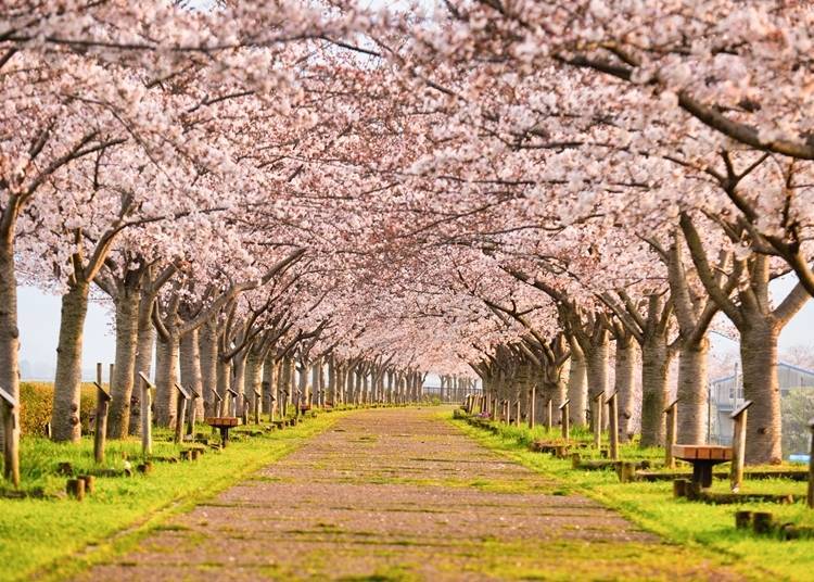 As the name suggests, the rows of cherry trees look like a corridor