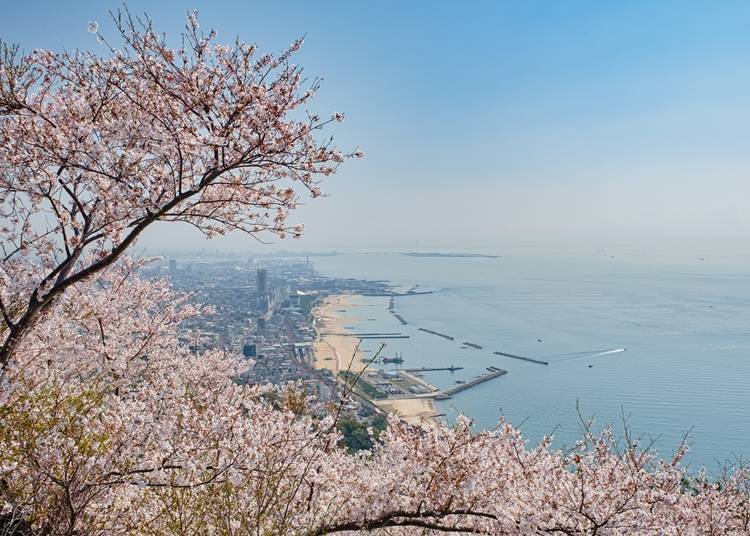 桜越しに瀬戸内海を一望できる人気のスポット