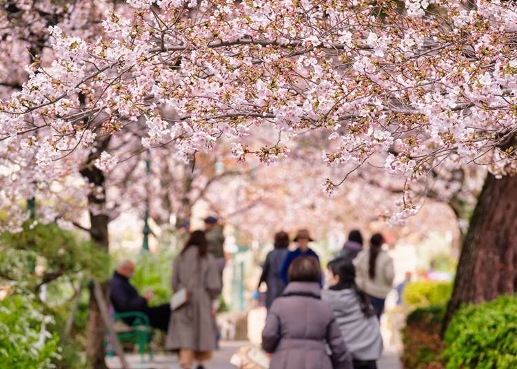桜の見頃には多くの人が行き交います