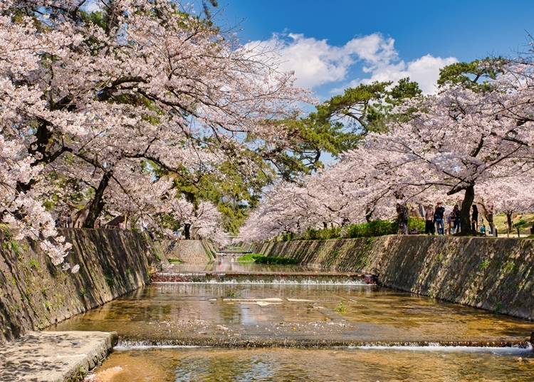 夙川の両岸の桜と松のコラボレーション