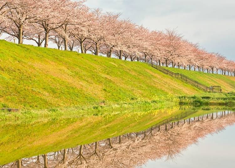 全長4キロメートルにおよぶ桜のトンネルは圧巻