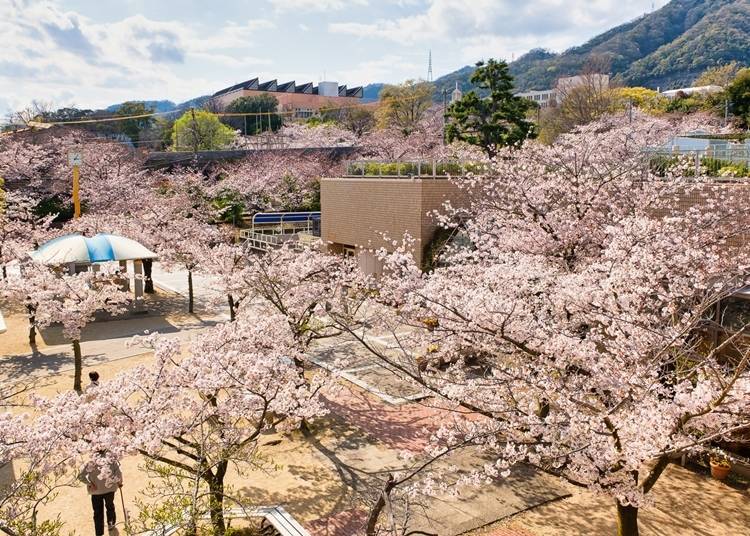 넓은 공원 내에는 유원지와 서양인 가옥도 있는 등 볼거리가 많아