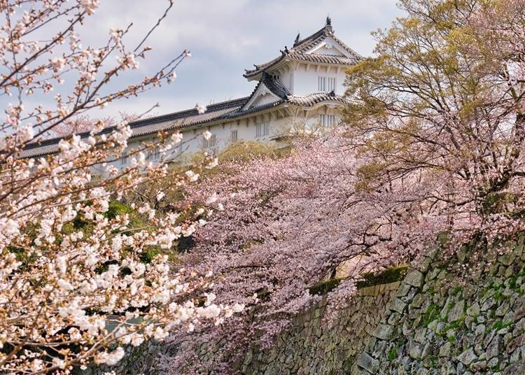櫻花與朱色建築物交織而成的景色，美到令人屏息。