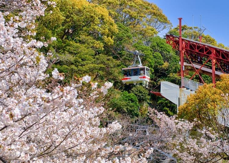 能轉乘空中纜車到山頂遊園，眺望櫻花美景。