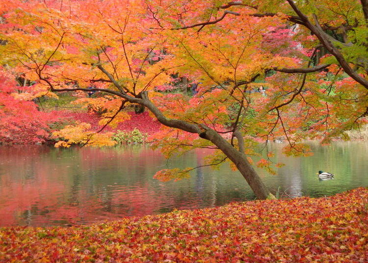 9：世界の樹々のライトアップも魅力「京都府立植物園」