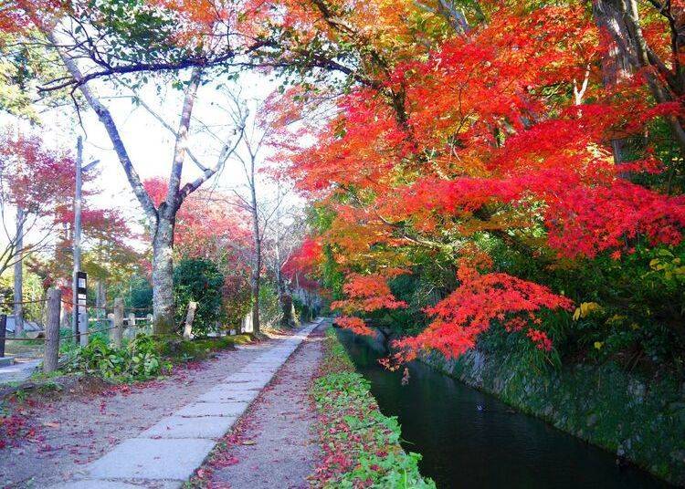 京都賞楓景點④聆聽流水隨興散步「哲學之道」