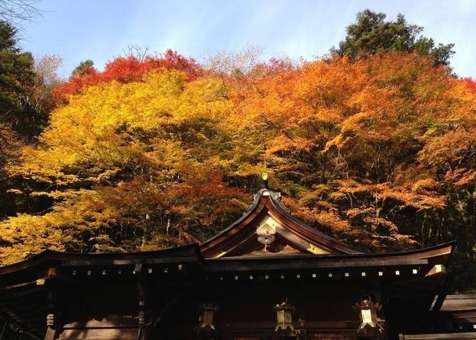 京都賞楓景點10選 最佳時期 清水寺 哲學之道 嵐山等 Live Japan 日本旅遊 文化體驗導覽