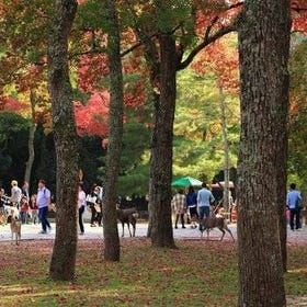 All must-sees in 3 hours - Nara Park Classic Tour
(Image: Viator)