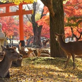 Private Nara Tour with Government Licensed Guide & Vehicle (Osaka Departure)
Details & Bookings ▶
(Image: Klook)