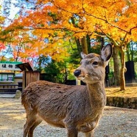 Historical Nara & Kyoto 1-Day Bus Tour
Details & Bookings ▶
(Image: Viator)