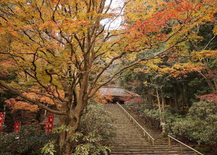 金堂へ向かう鎧坂の紅葉は見事