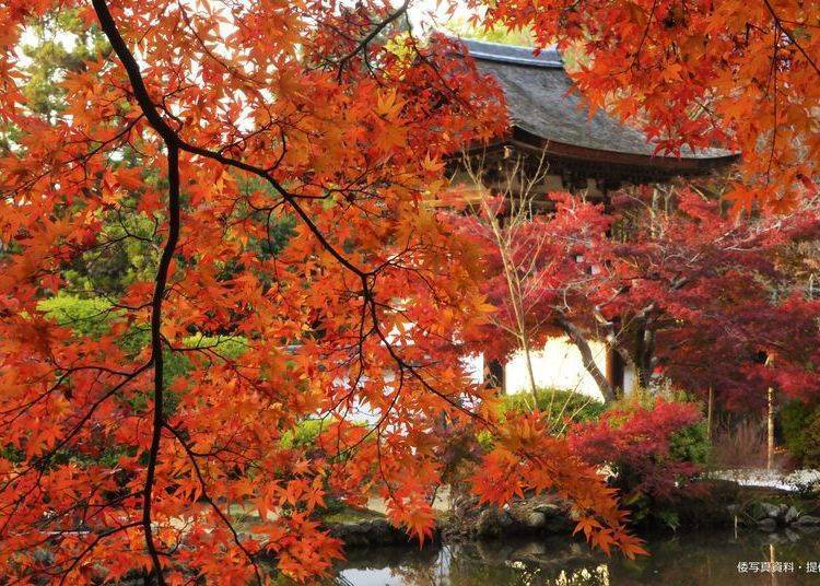 奈良赏枫景点⑧日本全国红叶100选之「长岳寺」