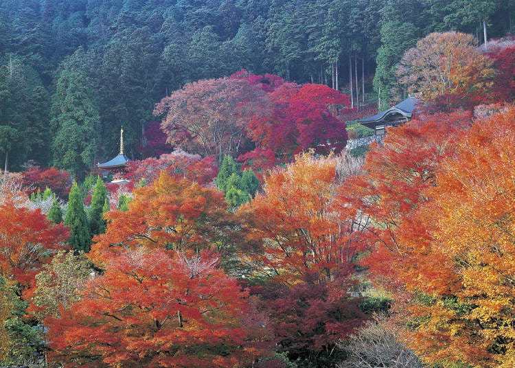 5. Katsuoji Temple: Enjoy a stunning 26.4-hectare autumn panorama