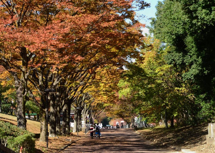 22年 大阪の紅葉スポット 見頃10選 大阪城公園や御堂筋のイチョウ並木も Live Japan 日本の旅行 観光 体験ガイド