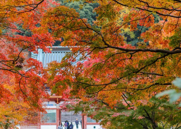 21年 大阪の紅葉スポット 見頃10選 大阪城公園や御堂筋のイチョウ並木も Live Japan 日本の旅行 観光 体験ガイド