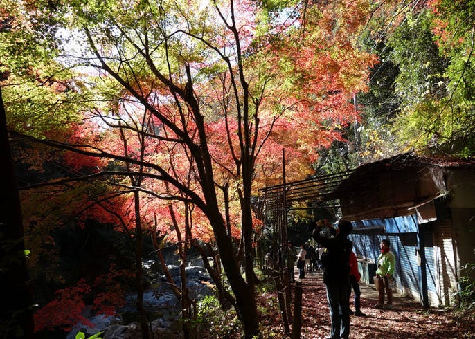 年 美しすぎる 大阪の紅葉スポット 見頃10選 Live Japan 日本の旅行 観光 体験ガイド