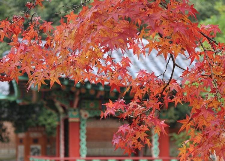 9：都市部でとっておきの紅葉を「花博記念公園鶴見緑地」