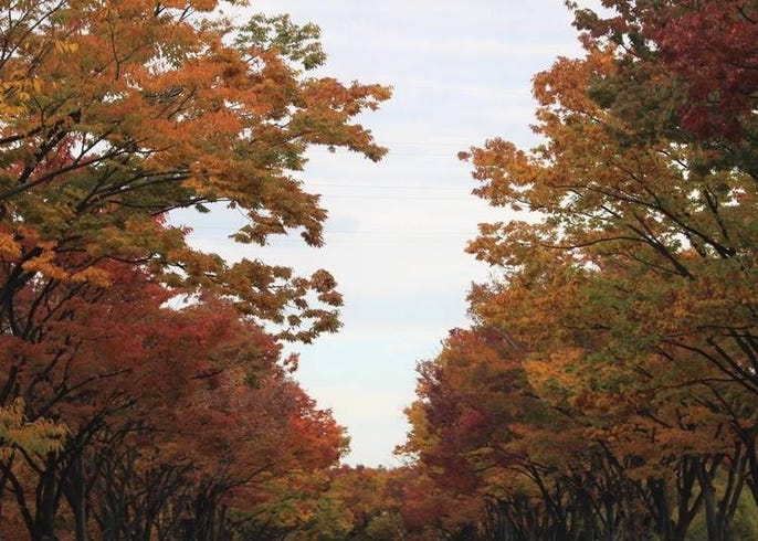 21年 大阪の紅葉スポット 見頃10選 大阪城公園や御堂筋のイチョウ並木も Live Japan 日本の旅行 観光 体験ガイド
