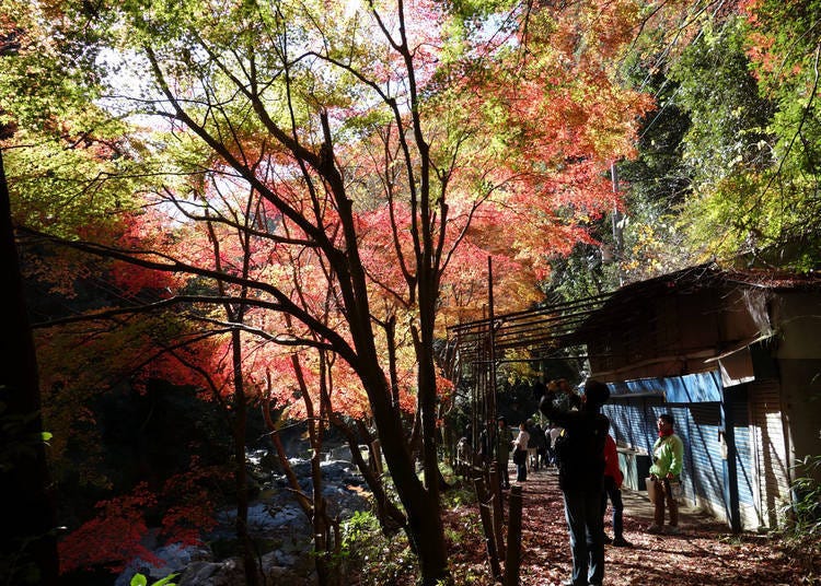 大阪赏枫景点⑦枫红布满天「摄津峡公园」