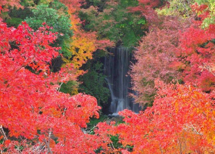 3.耀眼楓葉「萬博記念公園」