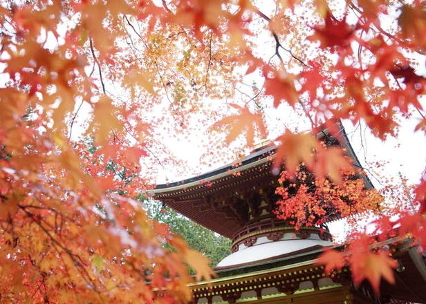 【2023年】絶景を楽しむ和歌山の紅葉スポット&見頃10選！高野山など