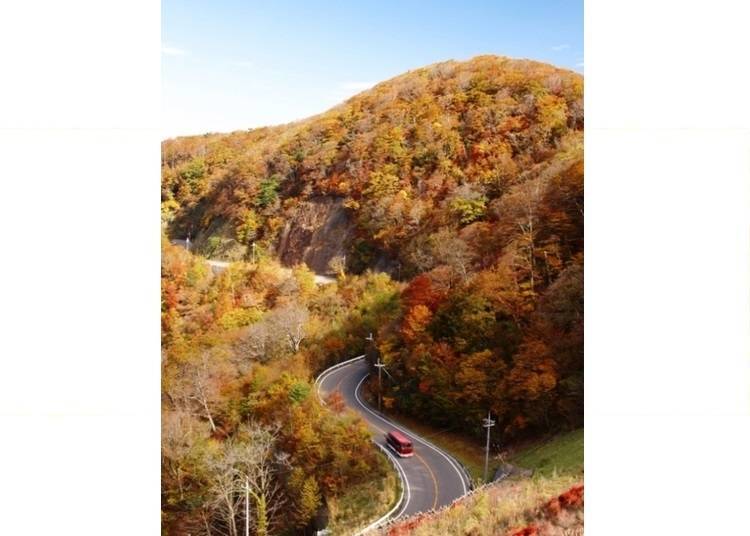 2. Koya-Ryujin Skyline: A stunning valley drive framed by foliage!