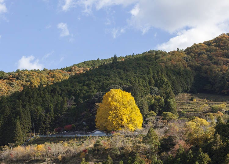 Photo: Wakayama Tourism Public Association