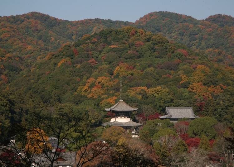10. Negoroji Temple: Enjoy foliage around Japan’s tallest wooden tower!