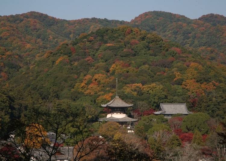 10：紅葉から覗く大塔がじつに神秘的「根來寺」
