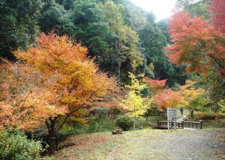9: 모미지다니에서 삼림욕을 즐길 수 있는 ‘오타키가와 삼림공원’