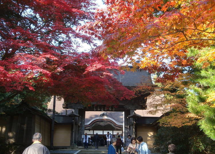 和歌山红叶景点①漫步于神秘山林中的「高野山・金刚峰寺」