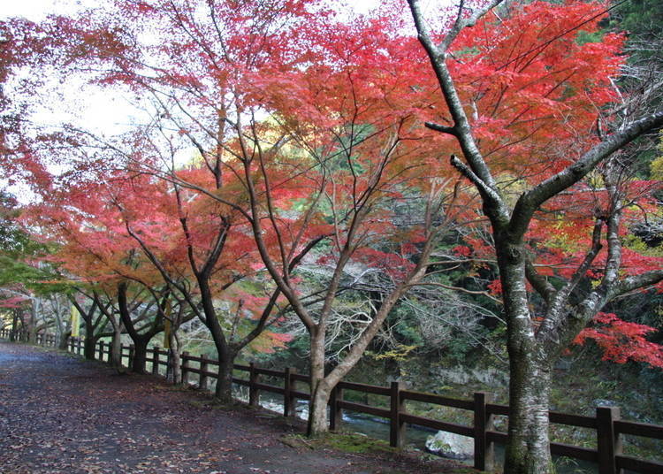 和歌山红叶景点④欣赏奇石与枫叶的优美景色「玉川峡」