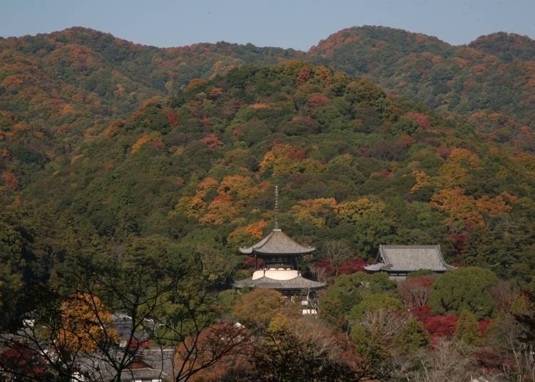 和歌山红叶景点⑩欣赏隐身于枫林中的大塔「根来寺」