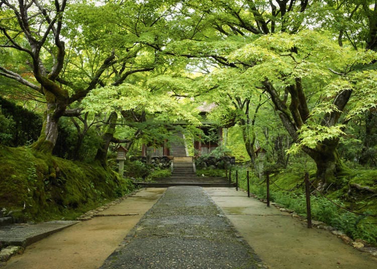 岚山一日游⑭在「常寂光寺」境内欣赏绿色枫叶或火红枫叶疗愈身心