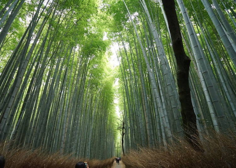 아라시야마 대나무숲(죽림)은 어떤 곳인가?