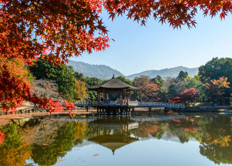 奈良公園周辺のおすすめ観光スポット グルメ 奈良人気紅葉スポット Live Japan 日本の旅行 観光 体験ガイド