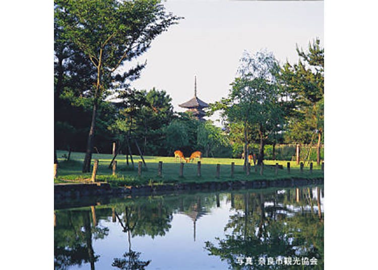 【奈良公園】鹿がたわむれる、奈良の名物公園