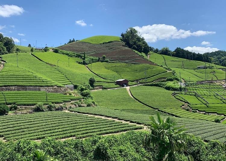 The Ishidera tea plantation's well-manicured slopes make the area seem as if they are carpeted by a sea of tea leaves