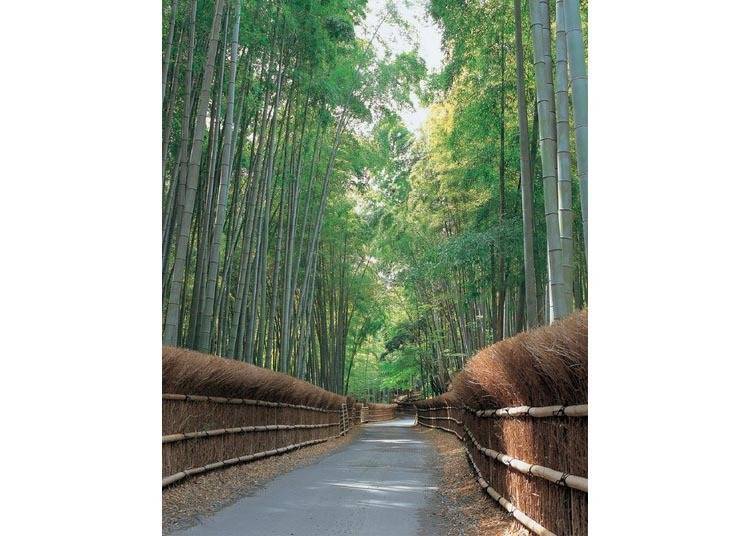 The peaceful road is surrounded on both sides by bamboo hedges