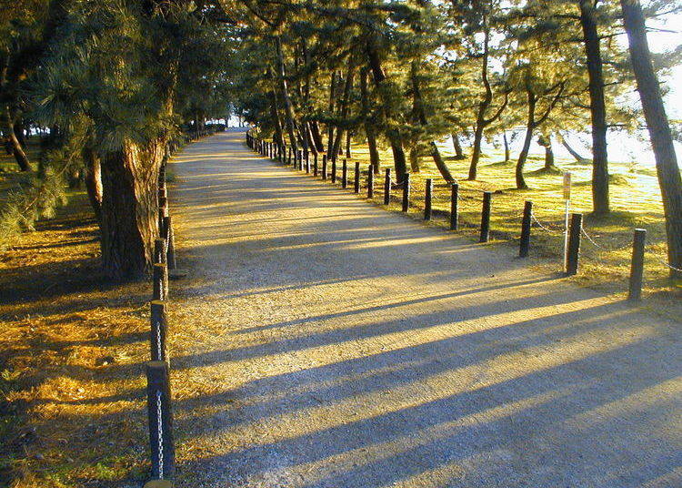 步道整备非常的平整，适合边散步边欣赏两旁优美的松树