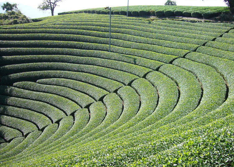 各种茶田也非常稀有，原山的圆形茶田。