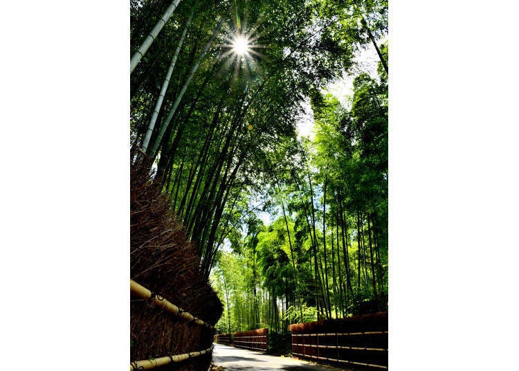 高耸的竹林阻挡着强烈的阳光，形成一个清凉感十足的空间