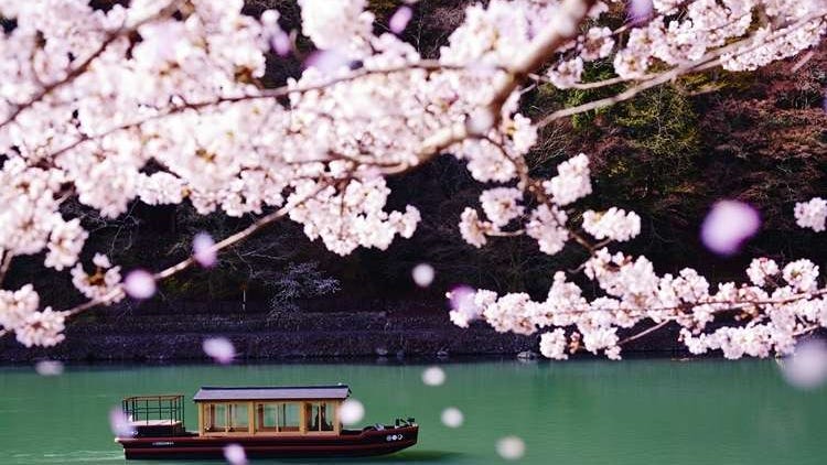 10 Incredible Kyoto Ryokan & Hotels for Cherry Blossom Season