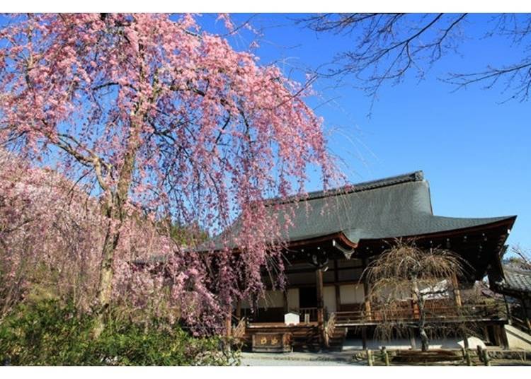 Various types of cherry blossoms can be enjoyed throughout the premises.