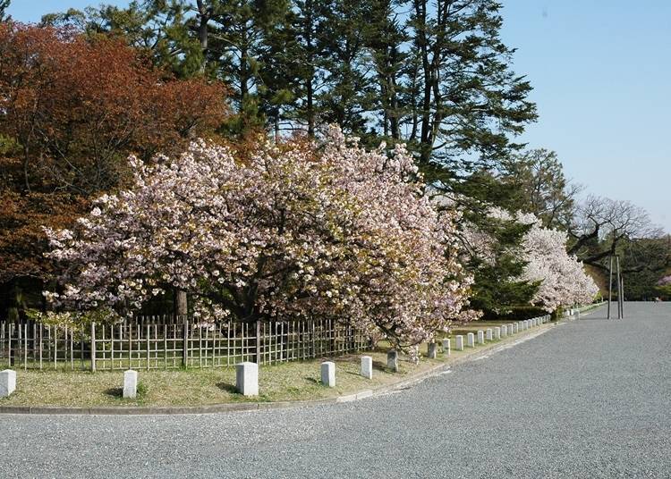 The "Kurumagaeshi Sakura," also known as the "Returning Carriage Sakura," is said to have captivated Emperor Go-Mizunoo to the extent that he ordered his carriage to turn back. Photo: Kyoto Imperial Palace Garden Management Office, Ministry of the Environment.