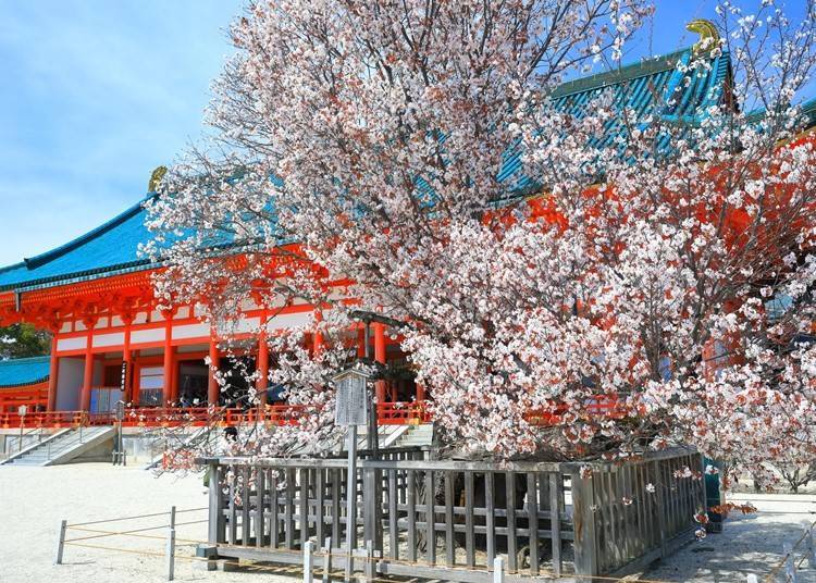 The "Sakon no Sakura," which blooms to the left of the Taijokuden. This variety, known as Akame Yamazakura, produces delicate and charming flowers. (Image source: PIXTA)