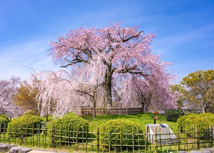 In the middle of the park stands a 12-meter-tall cherry blossom tree nicknamed Gion’s night blossoms. (Photo povided by: PIXTA))